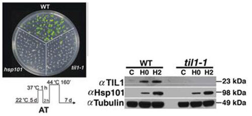 Temperature-induced lipocalin is required for basal and acquired thermotolerance in Arabidopsis相片