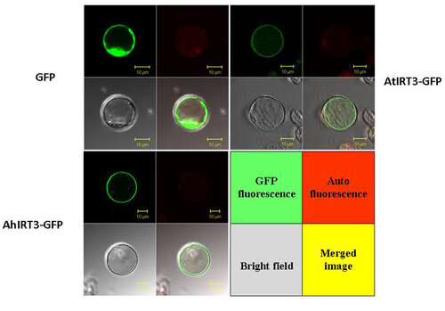 IRT3 is a Zn-regulated plasma membrane Zn and Fe transporter相片