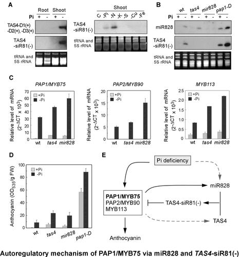 Uncovering Small RNA-Mediated Responses to Phosphate Deficiency in Arabidopsis by Deep Sequencing相片