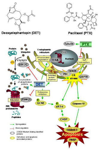 Differential proteomic profiling identifies novel molecular targets of paclitaxel and phytoagent deoxyelephantopin against mammary adenocarcinoma cells相片