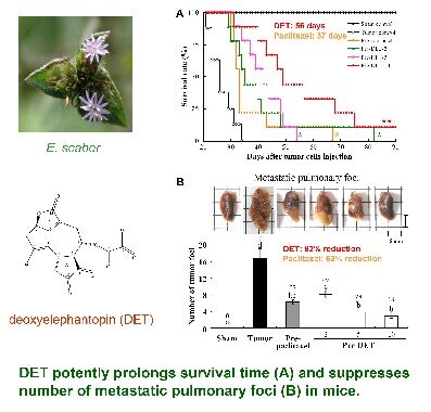 Deoxyelephantopin, a novel multifunctional agent, suppresses mammary tumor growth and lung metastasis and doubles survival time in mice相片