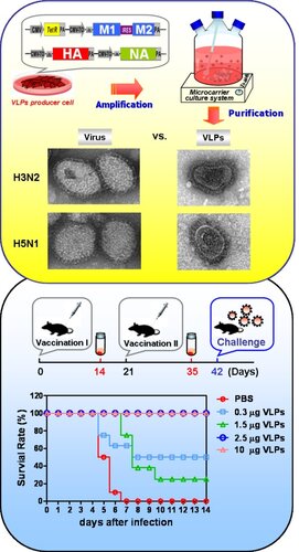 Mammalian Expression of Virus-like Particles for Advanced Mimicry of Authentic Influenza Virus相片