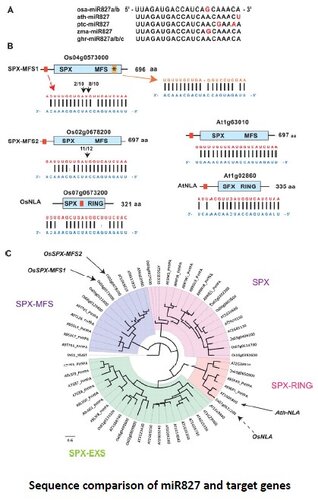 Complex Regulation of Two Target Genes Encoding SPX-MFS Proteins by Rice miR827 in Response to Phosphate Starvation