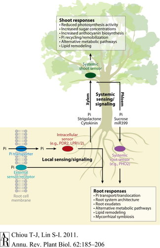 Signaling Network in Sensing Phosphate Availability in Plants