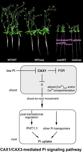 Vacuolar Ca2+/H+ Transport Activity Is Required for Systemic Phosphate Homeostasis Involving Shoot-to-Root Signaling in Arabidopsis