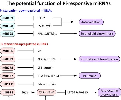 The Role of MicroRNAs in Phosphorus Deficiency Signaling