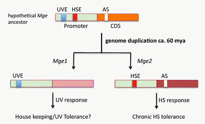 Recent gene duplication and subfunctionalization produced a mitochondrial GrpE, the nucleotide exchange factor of Hsp70 complex, specialized in thermotolerance to chronic heat stress in Arabidopsis