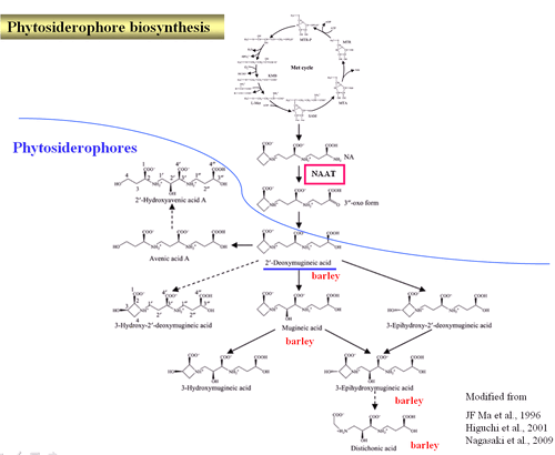 A sensitive LC-ESI-Q-TOF-MS method for the detection of phytosiderophores and their iron complexes in roots