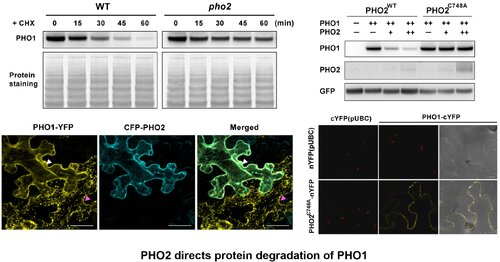 PHO2-Dependent Degradation of PHO1 Modulates Phosphate Homeostasis in Arabidopsis