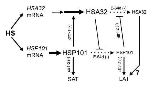 熱休克蛋白HSP101和HSA32的交互作用延長阿拉伯芥對熱馴化的記憶