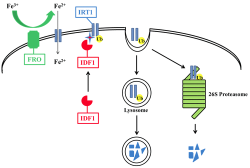 IRT1 DEGRADATION FACTOR1, a RING E3 ubiquitin ligase, regulates the degradation of IRON-REGULATED TRANSPORTER1 in Arabidopsis