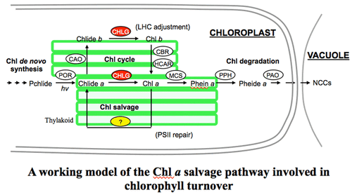 Analysis of an Arabidopsis heat-sensitive mutant reveals that CHLOROPHYLL SYNTHASE is involved in reutilization of chlorophyllide during chlorophyll turnover