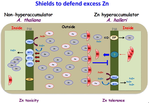 Root-secreted nicotianamine from Arabidopsis halleri facilitates zinc hypertolerance by regulating zinc bioavailability