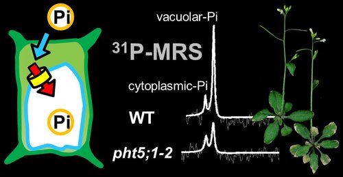 Identification of plant vacuolar transporters mediating phosphate storage