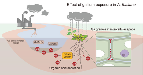 Effect of gallium exposure in Arabidopsis thaliana is similar to aluminum stress