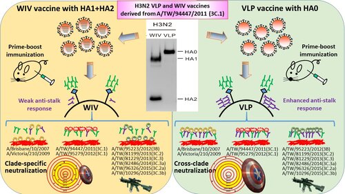 A virus-like particle vaccination strategy expands its tolerance to H3N2 antigenic drift by enhancing neutralizing antibodies against hemagglutinin stalk