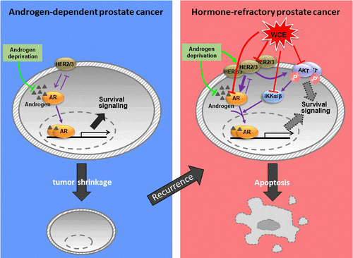 A Standardized Wedelia chinensis Extract Overcomes the Feedback Activation of HER2/3 Signaling upon Androgen-Ablation in Prostate Cancer