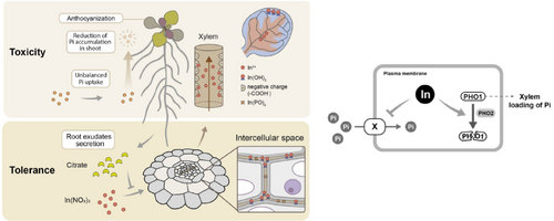 Assessment of indium toxicity to the model plant Arabidopsis