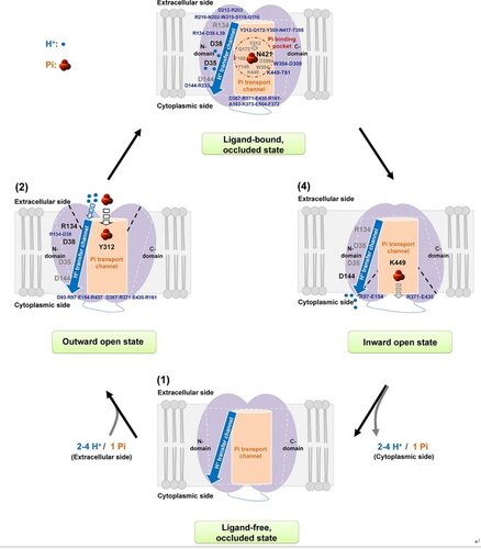 Structure-Function Analysis Reveals Amino Acid Residues of Arabidopsis Phosphate Transporter At PHT1;1 Crucial for Its Activity