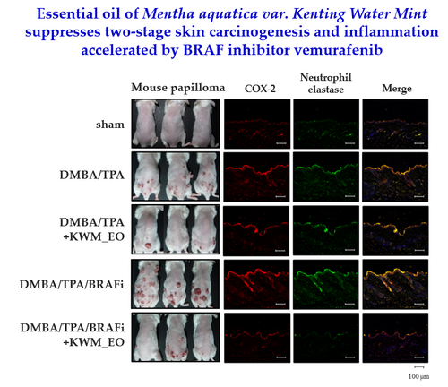 Essential oil of Mentha aquatic var. Kenting Water Mint suppresses two-stage skin carcinogenesis accelerated by BRAF inhibitor vemurafenib