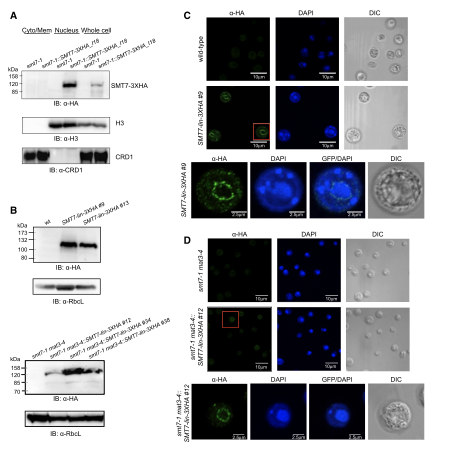  SUMO protease SMT7 modulates ribosomal protein L30 to regulate cell-size checkpoint function