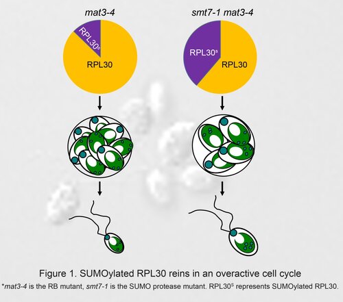Size control study of microalga reveals secret of aberrant cell division!