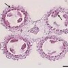 RNA ISH core facility