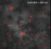 Confocal Microscopy Core Facility
