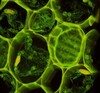 Advanced Optical Microscope Core Facility
