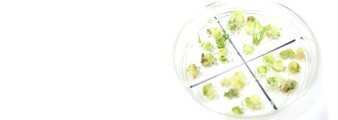 匡麟芸Lab logo